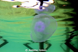 Jellyfish reflections under the pier at Nuweiba, House Re... by Andrew Green 